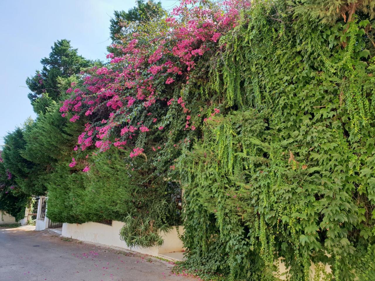 B&B Il Giardino Di Villa Anna トレカーゼ エクステリア 写真